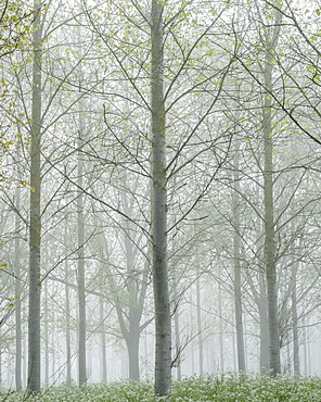 Thick fog amongst a tree plantation with fresh spring leaves at Clyst St. Mary, Devon, England, United Kingdom, Europe