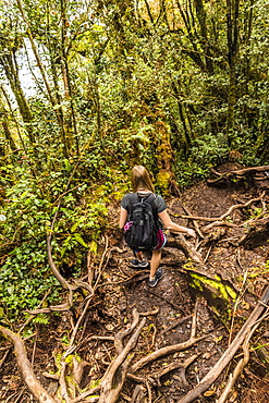 The Mossy Forest, Gunung Brinchang, Cameron Highlands, Pahang, Malaysia, Southeast Asia, Asia