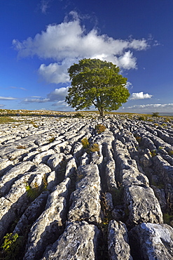 A solitary tree on the limestone pavement at Malham Lings, near Malham, North Yorkshire, England, United Kingdom, Europe