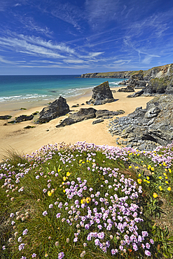 Thrift and Kidney Vetch above Bedruthan Steps, Cornwall, England, United Kingdom, Europe