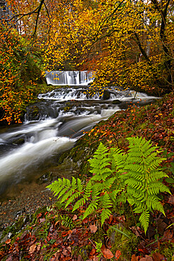 Autumn in Stock Ghyll near Ambleside, Lake District National Park, UNESCO World Heritage Site, Cumbria, England, United Kingdom, Europe