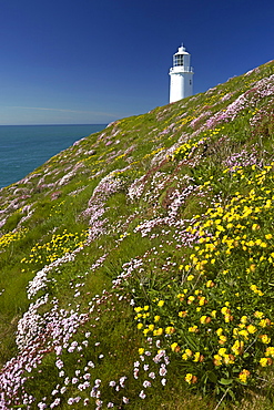 Thrift and kidney vetch growing on cliff tops near Trevose Head lighthouse on the north Cornish coast, Cornwall, England, United Kingdom, Europe