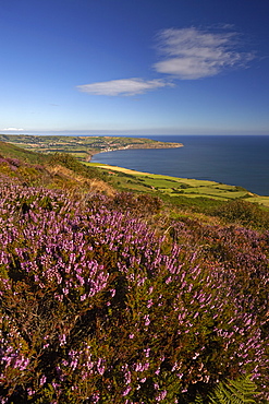 Robin Hood's Bay from the heather covered moor above Ravenscar, North York Moors National Park, North Yorkshire, England, United Kingdom, Europe