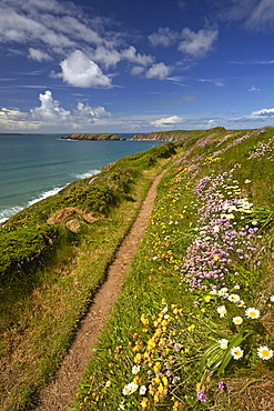 Spring flowers growing alongside the Pembrokeshire coastal path above Marloes, Pembrokeshire, Wales, United Kingdom, Europe