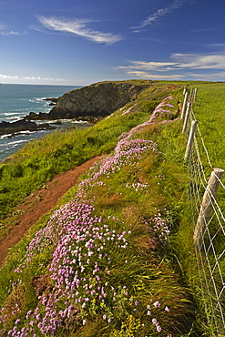 Thrift growing beside the Pembrokeshire coastal path near St. Justinian, Wales, United Kingdom, Europe