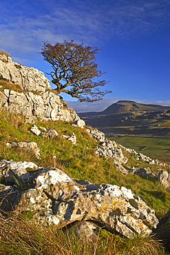 A lone tree on Twistleton Scar with Ingleborough in the distance, Yorkshire Dales National Park, North Yorkshire, England, United Kingdom, Europe