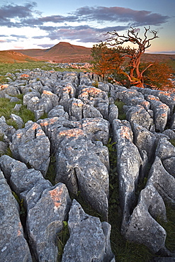 Ingleborough seen from the limestone pavement on Twistleton Scar, North Yorkshire, England, United Kingdom, Europe