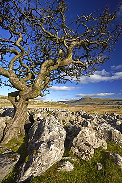 Ingleborough seen from Twistleton Scar, Yorkshire Dales National Park, North Yorkshire, England, United Kingdom, Europe