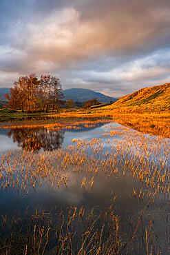 Evening light at Kelly Hall Tarn and the Coniston Old Man, Lake District National Park, Cumbria, England