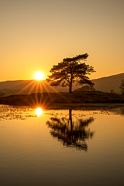 Kelly Hall Tarn with lone tree and sunburst, Lake District National Park, Cumbria