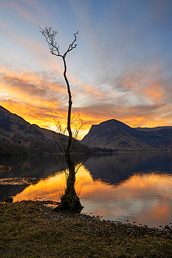 Lone tree on the shores of Lake Buttermere with Fleetwith Pike in the distance at sunrise, Lake District National Park, Cumbria