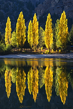 Reflection of poplar trees in autumnal colours, San Carlos de Bariloche, Patagonia, Argentina, South America