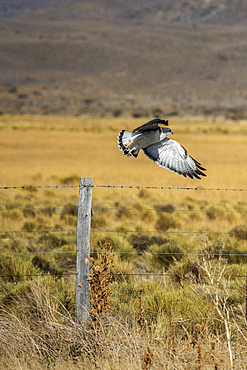 Red-backed Hawk (Variable hawk) in flight, Los Glaciares National Park, Santa Cruz Province, Patagonia, Argentina, South America