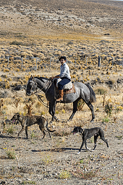 Gaucho riding his horse accompanied by dogs, El Chalten, Patagonia, Argentina, South America