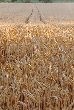 Wheat field in the Dordogne, Aquitaine, France, Europe