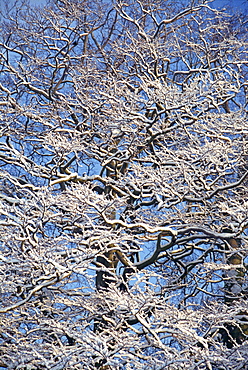 Close-up of snow on branches of trees in winter