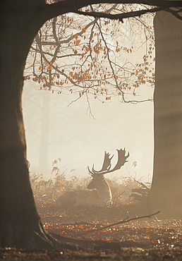 A fallow deer stag (Dama dama) rests in a misty and foggy Richmond Park one winter sunrise, Richmond, Greater London, England, United Kingdom, Europe