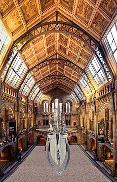 Interior, Natural History Museum, London, England, United Kingdom, Europe