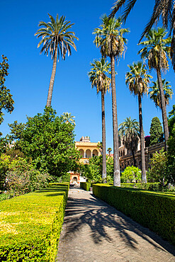 Real Alcazar of Seville, UNESCO World Heritage Site, Seville, Andalucia, Spain, Europe