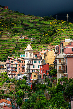 Manarola, Cinque Terre, UNESCO World Heritage Site, Liguria, Italy, Europe