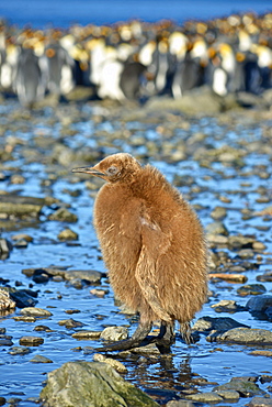 King Penguins (Aptenodytes patagonicus)