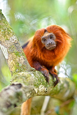 Golden Lion Tamarin (Leontopithecus rosalia) endangered species, Atlantic Forest, Rio De Janeiro, Brazil