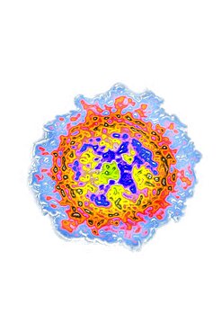 Coronavirus