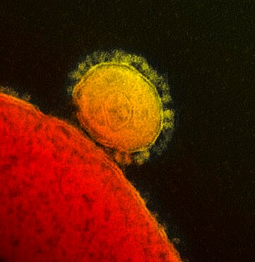 Mers-cov