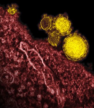 Mers-cov particles