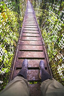 Amazon Rainforest Canopy Walk at Sacha Lodge, Coca, Ecuador, South America