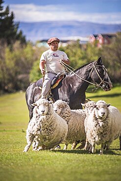 Gaucho shepherd rounding up sheep at Estancia 25 de Mayo, El Calafate, Santa Cruz Province, Argentinian Patagonia, Argentina, South America