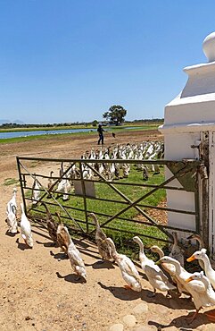 Faure near Stellenbosch, Western cape, South Africa. Indian Runner ducks being herded. They are used in the vines to control snails and pests and on parade for tourists.