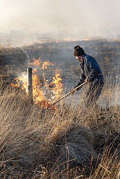 Bursdon Moor, Hartland, North Devon, England, UK, Man using a rubber fire beater tool at the annual burning of gorse and scrub