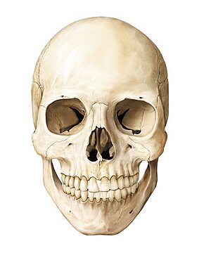 Skull