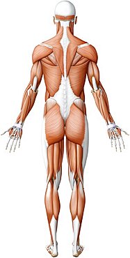 Main skeletal muscles posterior view