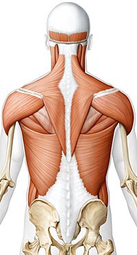 Muscle of the upper body posterior view