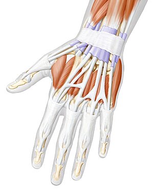 Muscles of the hand posterior view