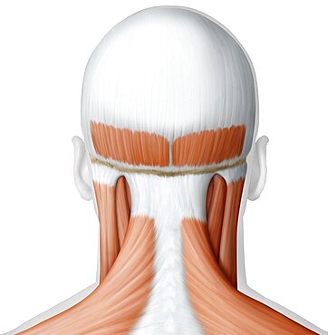 Muscle of the head and neck posterior view