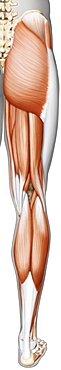 Muscle of the leg and foot posterior view