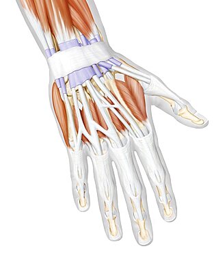 Muscle of the hand posterior view