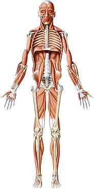 Main deep muscle anterior view