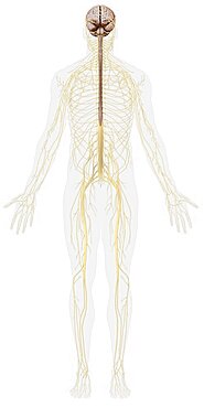 Overview of the nervous system