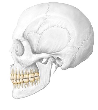 Wisdom teeth