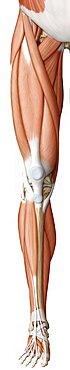 Muscle of the leg and foot anterior view