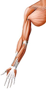 Muscle of the hand and arm anterior view