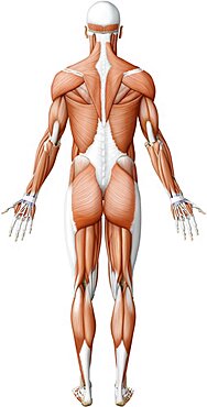Main muscle posterior view
