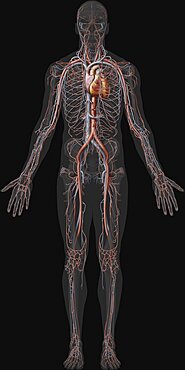 Overview of the cardiovascular system