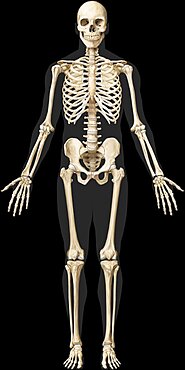 Human skeleton