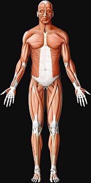 Main muscle anterior view