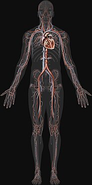 Overview of the cardiovascular system